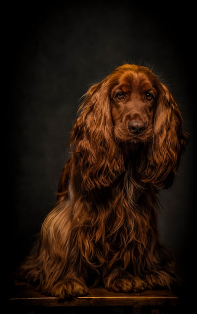 Grooming for Puppies