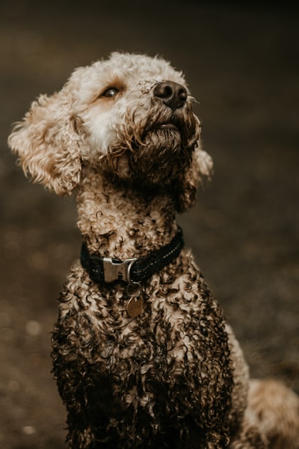 Choosing the Right Groomer