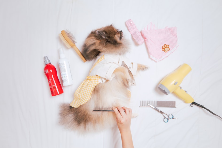 Top Dog Grooming Tips